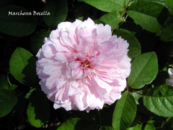 'Marquise Boccella' rose photo