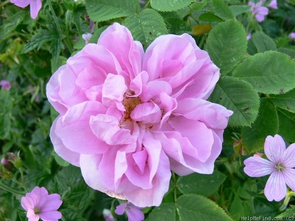 'Quatre Saisons' rose photo