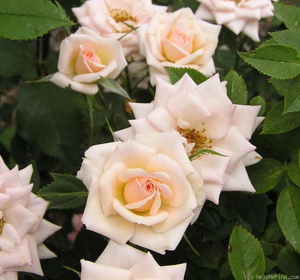 'Jean Kenneally' rose photo