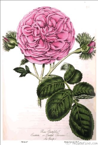 'R. centifolia cristata' rose photo