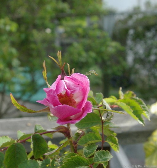 '<i>Rosa bella</i> f. <i>pallens</i> Rehder & Wilson synonym' rose photo