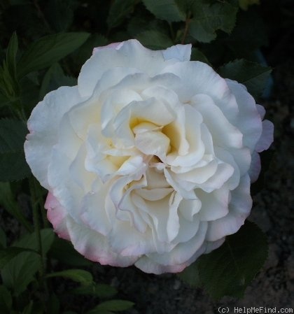'Aurore de Jacques-Marie ®' rose photo