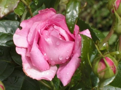 'Chantal Mérieux ®' rose photo