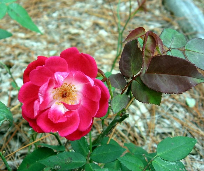 'Slater's Crimson China' rose photo