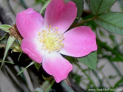 '<i>Rosa majalis</i> var.<i>rubrifolia</i> (Vill. ex Thory) Wallr.synonym' rose photo