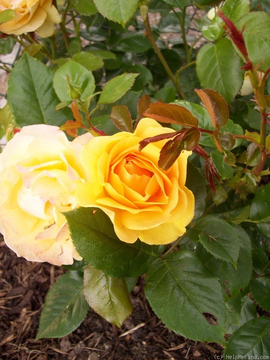 'Absolutely Fabulous' rose photo