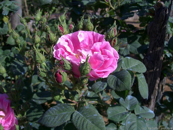'Bourbon Queen' rose photo