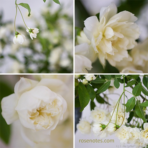 'White Lady Banks' rose photo