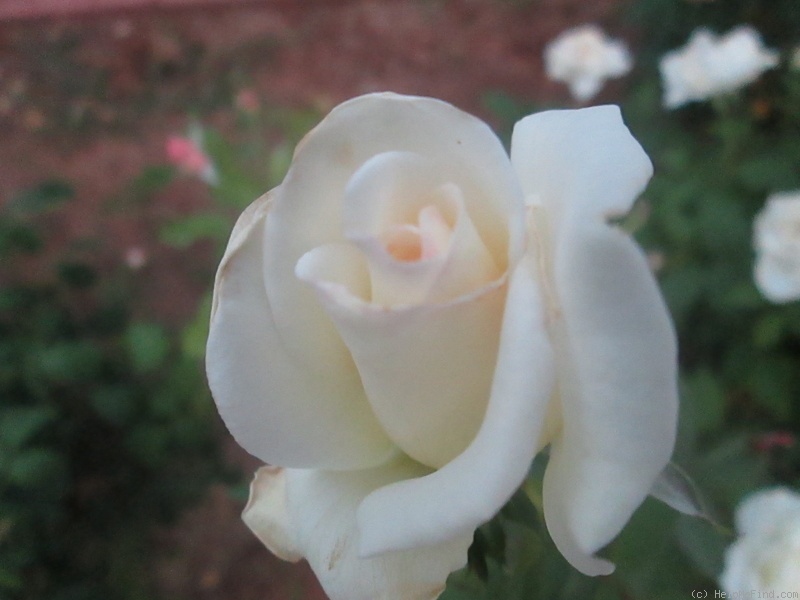'John F. Kennedy' rose photo