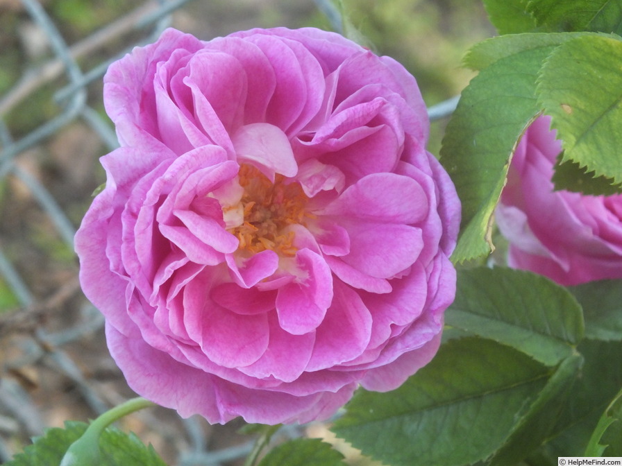 'Queen of the Bourbons' rose photo