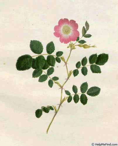 'R. eglanteria' rose photo