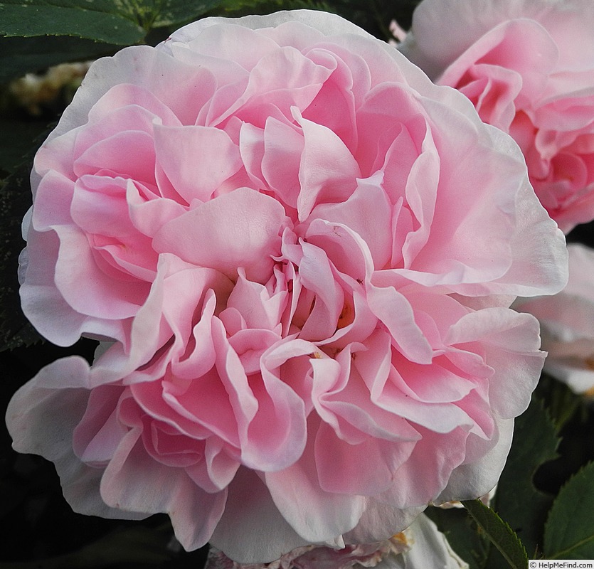 'Great Maiden's Blush' rose photo