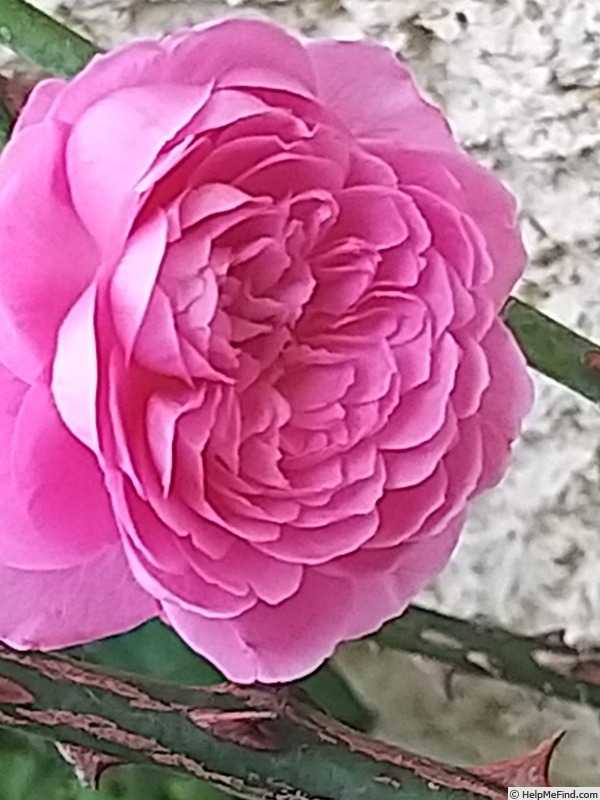 'Chantal Mérieux ®' rose photo