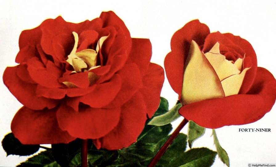 'Forty-niner' rose photo