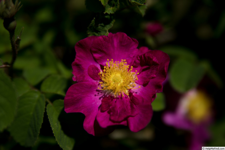 '<i>Rosa gallica violacea</i>' rose photo