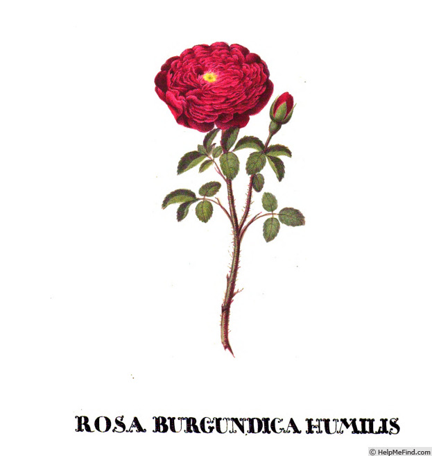 'Burgundica' rose photo